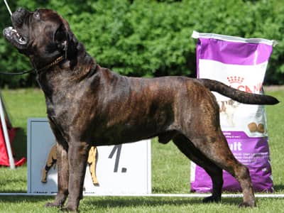 brindel bullmastiff