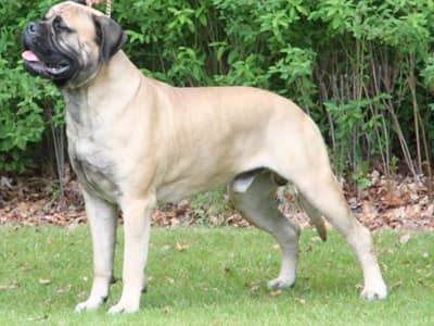 fawn bullmastiff