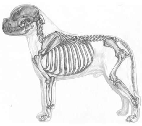 bullmastiff skillettet