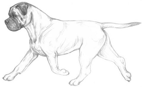 bullmastiffens bevægelser