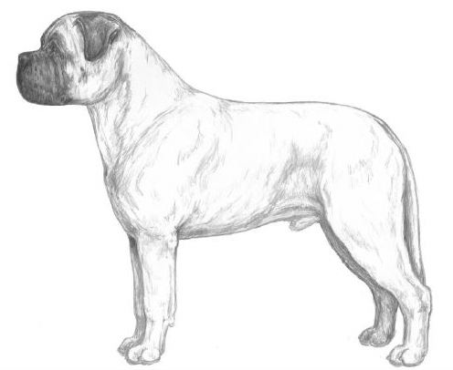 bullmastiff racestandard