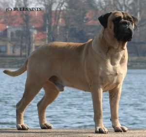 TOP Han 2005: Downland's Hot An´ Spicy Like Mon|Ejer: Nete Storm, DK ¤ Opdrætter: Hans Henrik Hyttel Eriksen, DK