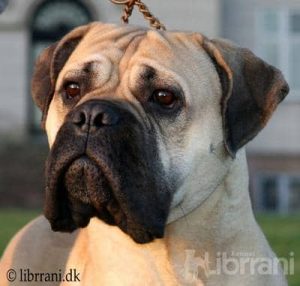 TOP Tæve 2006: Somogyvári Vitéz Ginger|Ejer: I. & M. Durrani, DK ¤ Opdrætter: Mr. J. Somogyi, HU