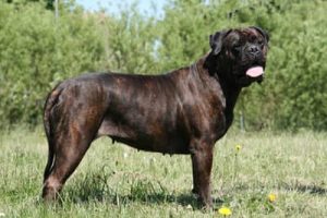 TOP Tæve 2007: Beppe V. D. Olde Heerd|Ejer: A. & H. Dyrlund, DK ¤ Opdrætter: Mrs. A. VD Brink-Roessink, NL