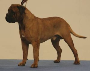 TOP Han 2007: Green Dragon Gandalf|Ejer: I. & M. Durrani, DK ¤ Opdrætter: Green Dragon Kennel, I