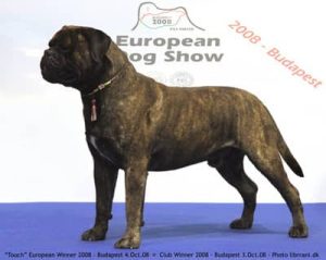 TOP Han 2008: Bullbumpkin's A Touch Of Nietzsche|Ejer: I. & M. Durrani, DK ¤ Opdrætter: Mr. L. Belliere, F