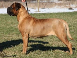 TOP Tæve 2009: Boston Lady's Astrox Fantasy|Ejer: I. & M. Durrani, DK ¤ Opdrætter: Mrs. R. Folkestad & L. Backus, N