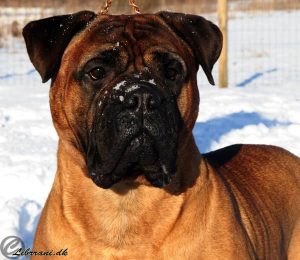 TOP Tæve 2010: Boston Lady's Astrox Fantasy|Ejer: I. & M. Durrani, DK ¤ Opdrætter: Mrs. R. Folkestad & L. Backus, N