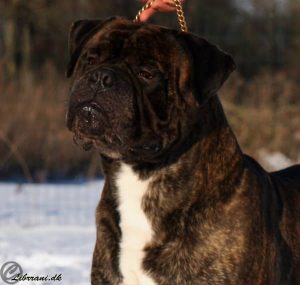 TOP Han 2010: Bulmystic's Dash Cought Lucky|Ejer: I. & M. Durrani, DK ¤ Opdrætter: Mrs. M. Gusarova, RUS