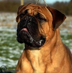 TOP Tæve 2011: Bulmystic's Dairin Cherry Day|Ejer: G. & E. Andersen & I. & M. Durrani, DK ¤ Opdrætter: Mrs. M. Gusarova, RUS