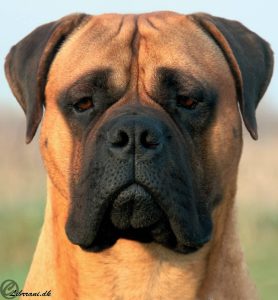 TOP Han 2011: Librrani's Decimo|Ejer: I. & M. Durrani, DK ¤ Opdrætter: I. & M. Durrani, DK