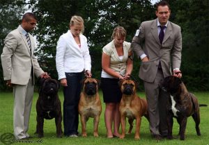 TOP Avlshund 2012: Bullbumpkin's A Touch Of Nietzsche (tv)|Ejer: I. & M. Durrani, DK ¤ Opdrætter: Mr. L. Belliere, F