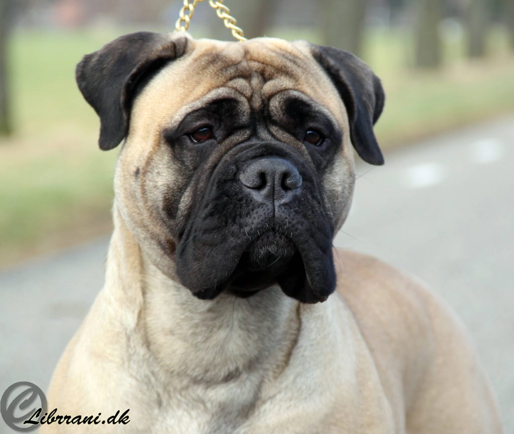 TOP Tæve 2012: Librrani's Eleanor Gone In 60 Sec.|Ejer: I. Vellen, NL ¤ Opdrætter: I. & M. Durrani, DK