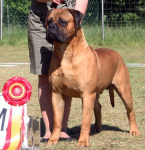 TOP Han 2012: Librrani's Decimo|Ejer: I. & M. Durrani, DK ¤ Opdrætter: I. & M. Durrani, DK