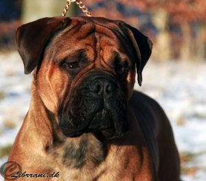 TOP Tæve 2013: Librrani's Face Of Grace|Ejer: I. & M. Durrani, DK ¤ Opdrætter: I. & M. Durrani, DK