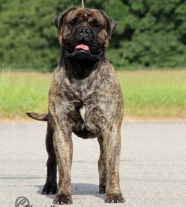 TOP Han 2013: Librrani's Freestyle Tango|Ejer: F. & R. Kronborg Sørensen og I. & M. Durrani, DK ¤ Opdrætter: I. & M. Durrani, DK