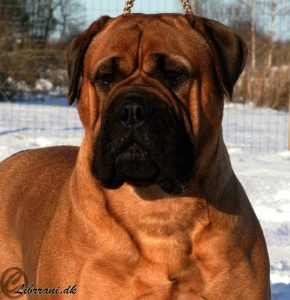 TOP Avlshund 2014: Bullgrin's Here Is Trouble|Ejer: I. & M. Durrani, DK ¤ Opdrætter: Mrs. S. Timlin, FIN