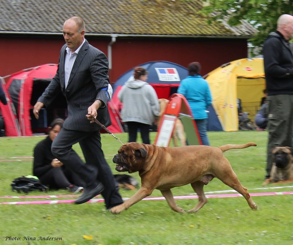 TOP Veteran 2014: AntonBeton|Ejer: A. & H. Dyrlund, DK ¤ Opdrætter: Mr. Jan Schroeder, DK