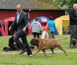 TOP Veteran 2014: AntonBeton|Ejer: A. & H. Dyrlund, DK ¤ Opdrætter: Mr. Jan Schroeder, DK