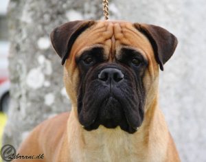 TOP Tæve 2014, 2015 & 2016: Librrani's I Did It Again Oops|Ejer: N. & C. Hegelund, DK ¤ Opdrætter: I. & M. Durrani, DK