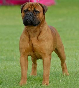 TOP Han 2014 & 2015: Librrani's High Performance Alonso|Ejer: I. & M. Durrani (DK), Viivi Alaluusua (FIN), Satu Timlin (FIN) ¤ Opdrætter: I. & M. Durrani, DK