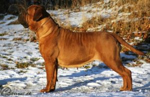 TOP Avlshund 2015: Bullgrin's Here Is Trouble|Ejer: I. & M. Durrani, DK ¤ Opdrætter: Mrs. S. Timlin, FIN