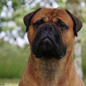 TOP Han 2016, 2017 & 2018: Ali Honey Dynasty|Ejer:Mayanna J. Riis, Imran Durrani, Stig B. Pedersen (DK) ¤ Opdrætter: Viola Grinbarte, LV