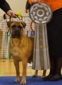 TOP Avlshund 2016: Frisengården's Den Lille Frk Friis|Ejer: Iben Bremer, DK ¤ Opdrætter: Gitte Friis, DK