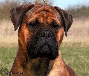 TOP Avlshund 2017 & 2018: Librrani's Face Of Grace|Ejer: Mette & Imran Durrani, DK ¤ Opdrætter: Mette & Imran Durrani, DK