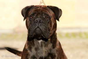 TOP Tæve 2017: Librrani's Jasmine Touch Of Grace|Ejer: I. & M. Durrani & E. & G. Andersen, DK ¤ Opdrætter: I. & M. Durrani, DK