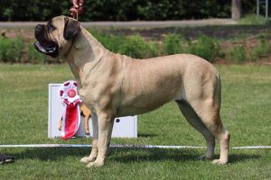 TOP Tæve 2018: Aleshanee|Ejer: Louise Sø & Ulrik Søgaard Hansen, DK ¤ Opdrætter: Annika Malkki, FI