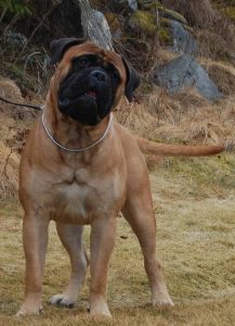 TOP Avlshund 2019: Game Keeper's For What It's Worth|Ejer: Trude Helge, NO ¤ Opdrætter: Trude Helge, NO