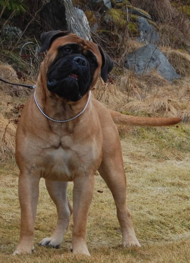 TOP Avlshund 2019: Game Keeper's For What It's Worth|Ejer: Trude Helge, NO ¤ Opdrætter: Trude Helge, NO