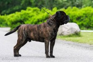 TOP Veteran 2019: Librrani's Framework Fresco|Ejer: Gitte & Erik Andersen og I. & M. Durrani, DK ¤ Opdrætter: I. & M. Durrani, DK