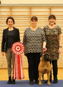 TOP Tæve 2019: Cassandra|Ejer: Helle Hansen & Anne-Berit Madsen, DK ¤ Opdrætter: Roberto Cesarin, IT