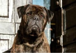 TOP Han 2019: Librrani's Framework Fresco|Ejer: G. & E. Andersen og I. & M. Durrani, DK ¤ Opdrætter: I. & M. Durrani, DK