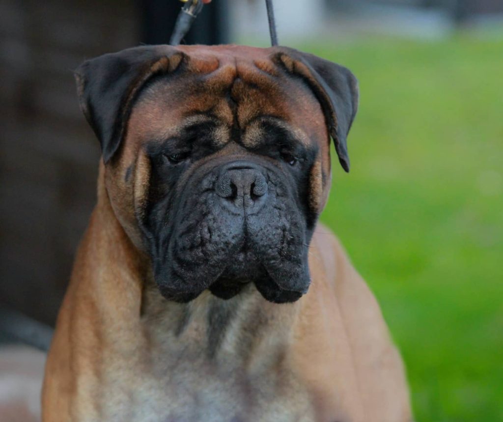 TOP Avlshund 2021, 2022, 2023 & 2024: Librrani's Looking For Trouble|Ejer: G. & E. Andersen og M. & I. Durrani, DK ¤ Opdrætter: Mette & Imran Durrani, DK