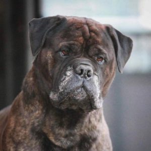 TOP Veteran 2021: Librrani's Framework Fresco|Ejer: Gitte & Erik Andersen og I. & M. Durrani, DK ¤ Opdrætter: I. & M. Durrani, DK