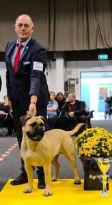 TOP Tæve 2021: Berthabeton|Ejer: Helle & Arne Dyrlund, DK ¤ Opdrætter: Benjamin Nissen, DK