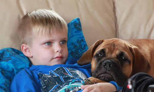 bullmastiff og barn putter