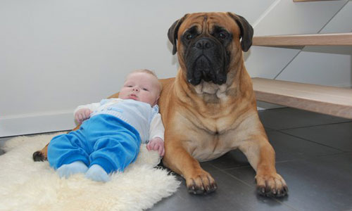 bullmastiff og baby