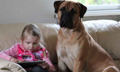 bullmastiff og pige
