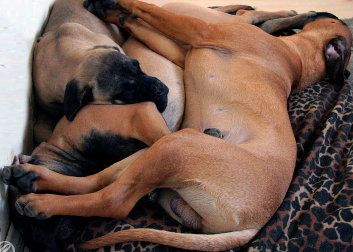 bullmastiff sover sammen