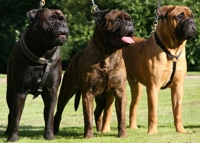 bullmastiffer sammen