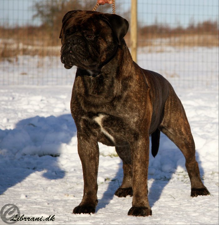 Top Veteran 2013: Bullbumpkin's A-Touch-Of-Nietzsche