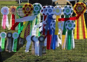 Specialklub udstilling - Korsør 2019