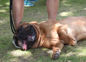 Gåtur på Bakken 2015