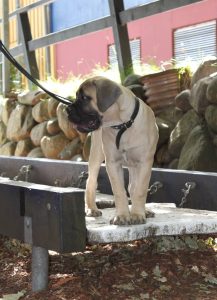 Gåtur på Bakken 2015