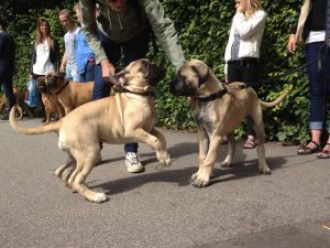 Gåtur på Bakken 2015