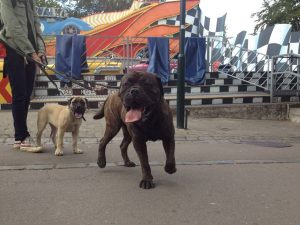 Gåtur på Bakken 2015